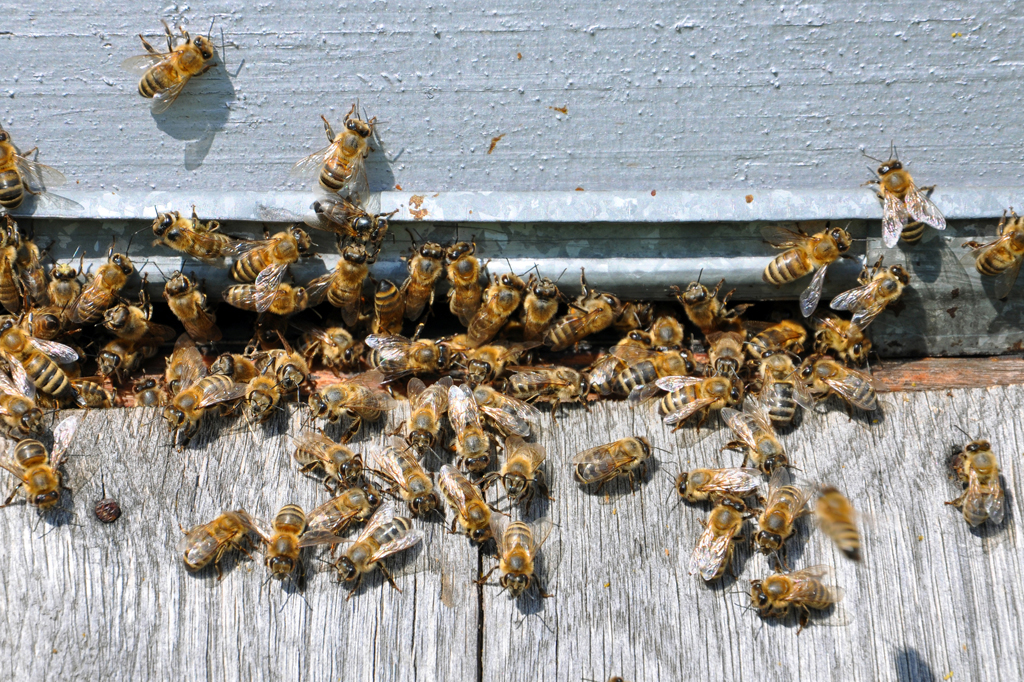 Honey Bee Control Services in Mumbai
