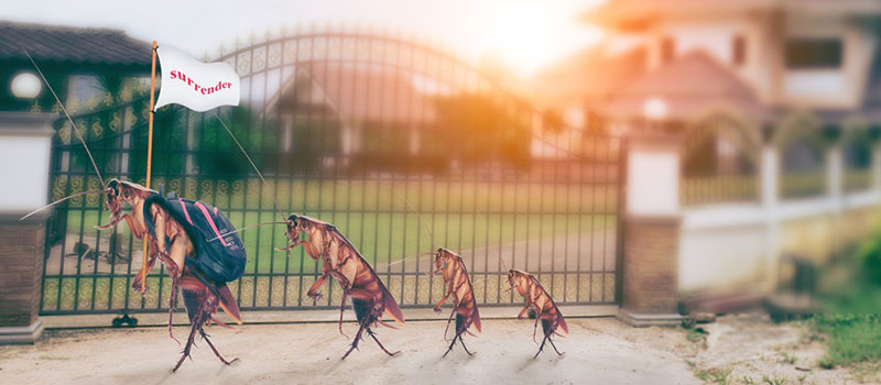 Impact of Pest in Indian Homes