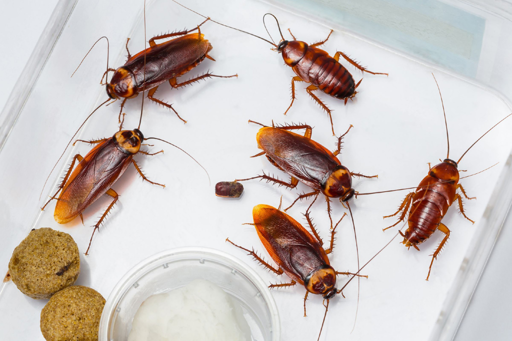 Cockroach Control Services in Mumbai, Thane, Pune