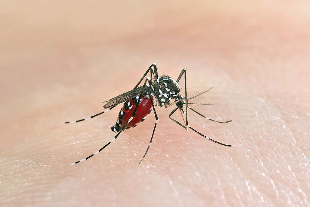 Mosquito Control Services in Mumbai