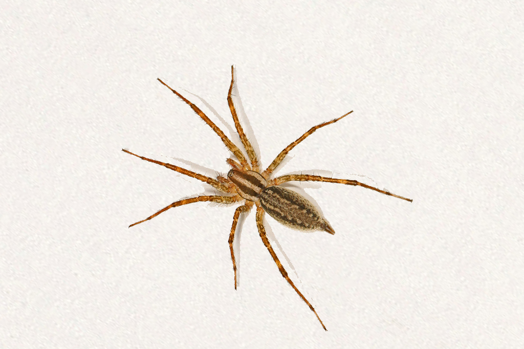 Spider Control Services in Mumbai